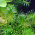 植栽から179日目　アナカリス